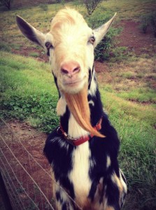 Surfing Goat Dairy Farm