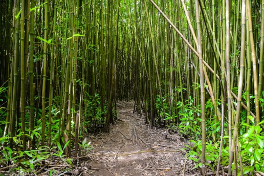 Bamboo Forest, Haiku - Maui