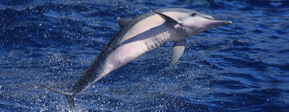 Spinner Dolphins on the Maui Redline Raft tour