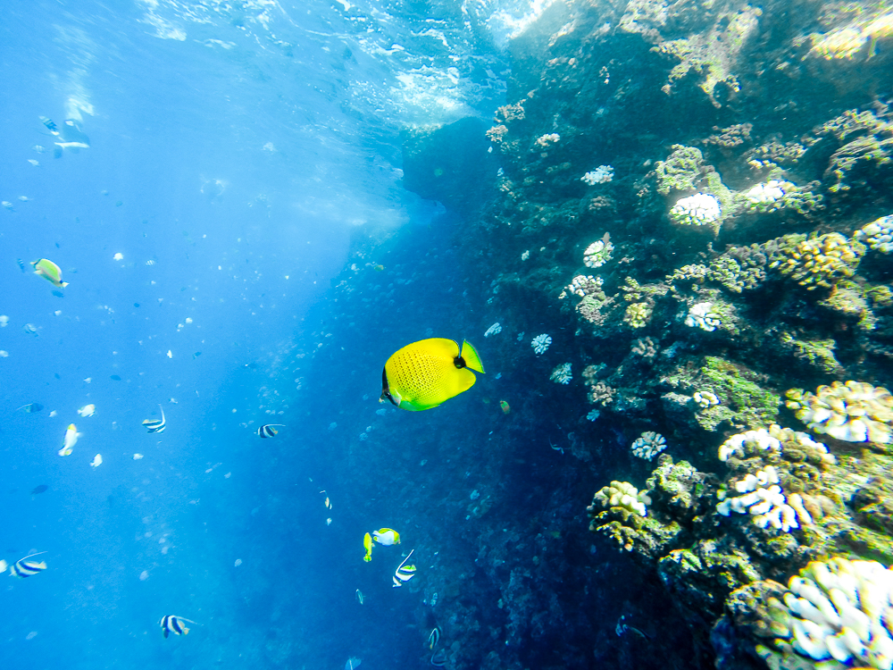 Amazing underwater views with Ocean Riders