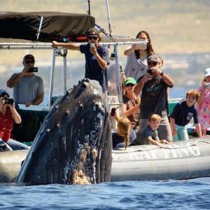 Maui-Whale-Watch-Tours