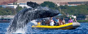 ultimate_whale_watch_lahaina