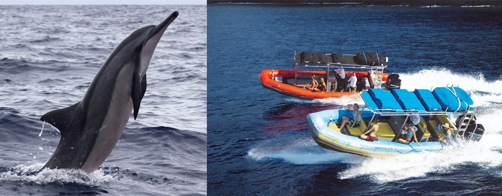 Maui Activities Discount Captain Steve S Lanai Rafting Tours Maui Captain Steve S Raft Full Day Lanai