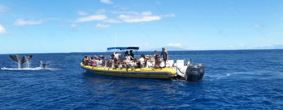 Maui Activities Maui Reef Adventures Whale Watch Discount Maalaea Raft Whale Watching Tour